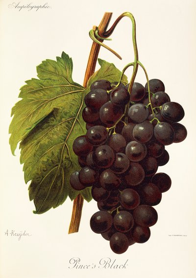Pinces sorte drue af A. Kreyder af Alexis Kreyder