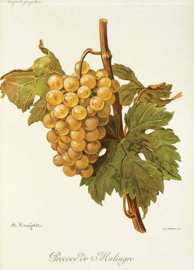 Precoce de Malingre drue af A. Kreyder af Alexis Kreyder