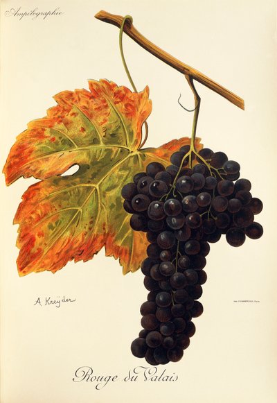 Rouge du Valais drue af A. Kreyder af Alexis Kreyder