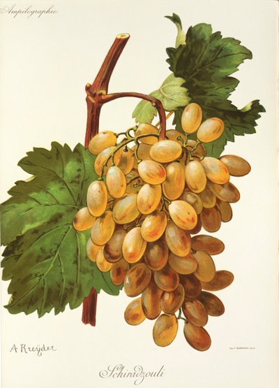 Schiradzouli drue af A. Kreyder af Alexis Kreyder