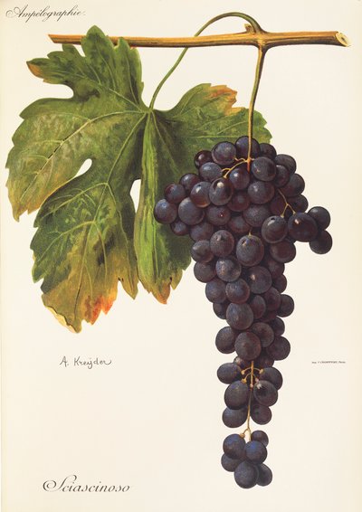 Sciascinoso drue af A. Kreyder af Alexis Kreyder