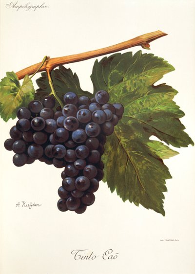 Tinto Cao drue af A. Kreyder af Alexis Kreyder