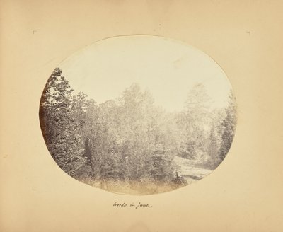 Skoven i juni af Alfred Booth
