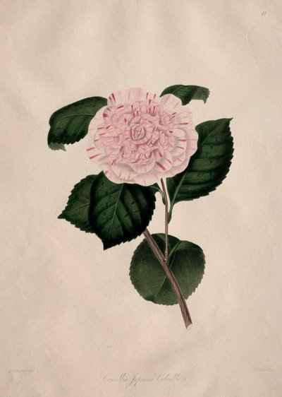 Illustrationer og beskrivelser af ... den naturlige orden Camellieae: Nr. 41 af Alfred Chandler