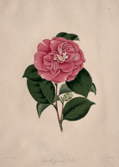 Illustrationer og beskrivelser af ... den naturlige orden Camellieae: Nr. 44 af Alfred Chandler