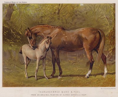 Fuldblods hoppe og føl (farve litho) af Alfred Chantrey Corbould