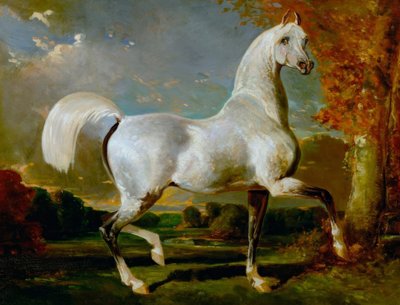 Arabisk hingst af Alfred Dedreux