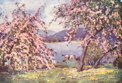Lake District: Esthwaite Water, Apple Blossom (farvelitografi) af Alfred Heaton Cooper