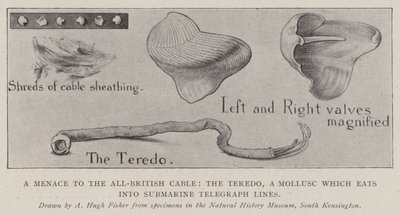 En trussel mod det helt britiske kabel, Teredo, et bløddyr, der æder sig ind i ubådens telegraflinjer af Alfred Hugh Fisher