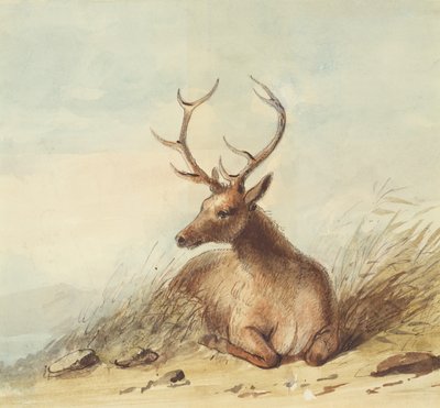 Elk, Rocky Mountains, ca. 1837 (blyant, pen og blæk og akvarel på papir) af Alfred Jacob Miller