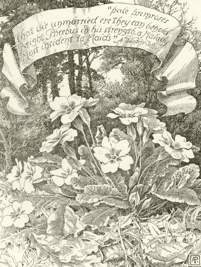 Bleg primula (dybtryk) af Alfred Parsons