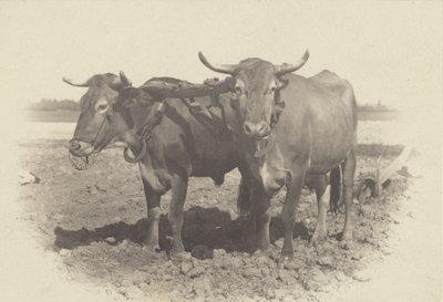  af Alfred Stieglitz