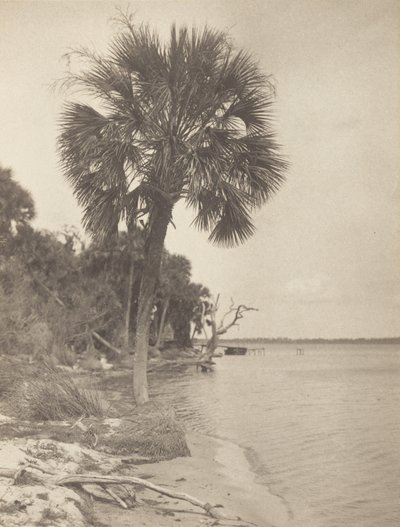 I Rockledge, Florida af Alfred Stieglitz