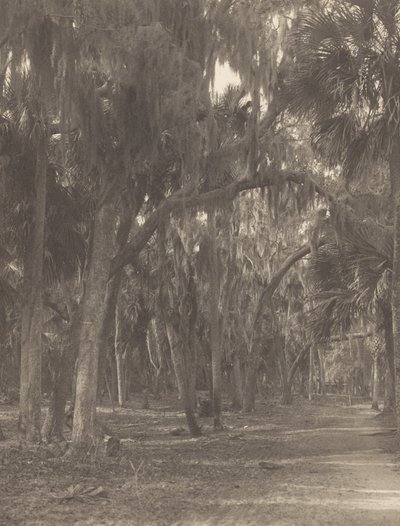 I Rockledge, Florida af Alfred Stieglitz