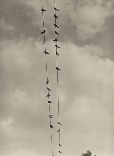 Fugle af Alfred Stieglitz