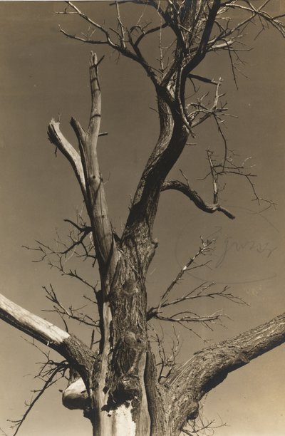 Dying Chestnut Tree (verso) af Alfred Stieglitz