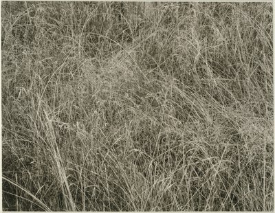 Græs af Alfred Stieglitz