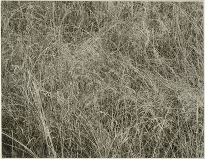 Græs, 1933. af Alfred Stieglitz