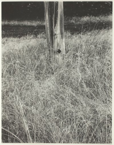 Græs og flagstang, 1933. af Alfred Stieglitz