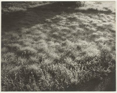 Græs og Frost af Alfred Stieglitz