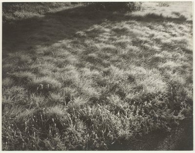 Græs og frost, 1934. af Alfred Stieglitz