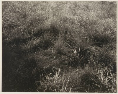 Græsser af Alfred Stieglitz