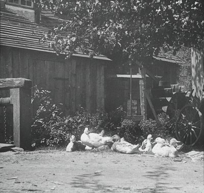 Gutach, 1894. af Alfred Stieglitz