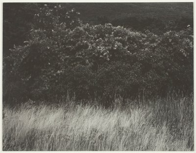 Hæk og græs - Lake George af Alfred Stieglitz