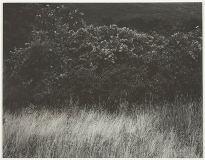 Hedge and Grasses - Lake George, 1933. af Alfred Stieglitz