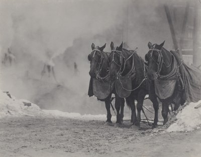 Heste, New York af Alfred Stieglitz