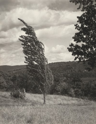Poplar – Lake George af Alfred Stieglitz