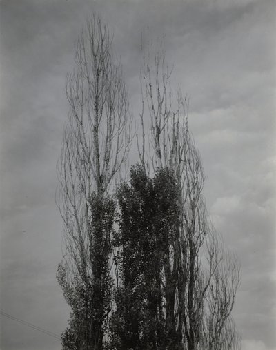 Poppeltræer – Lake George af Alfred Stieglitz