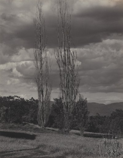 Poppeltræer – Lake George af Alfred Stieglitz