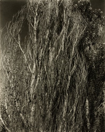 Popler - Lake George af Alfred Stieglitz