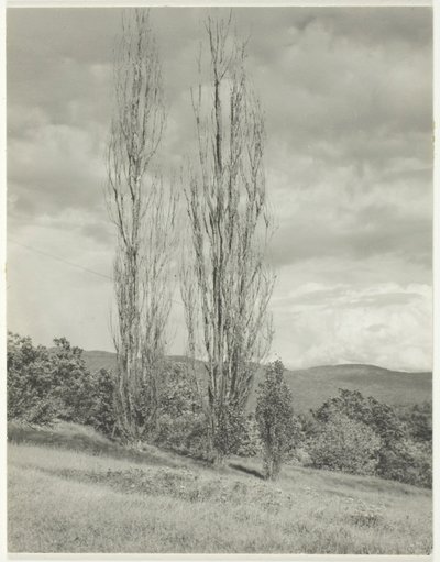 Popler - Lake George af Alfred Stieglitz