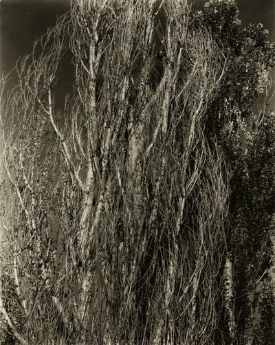 Popler-Lake George, 1932. af Alfred Stieglitz
