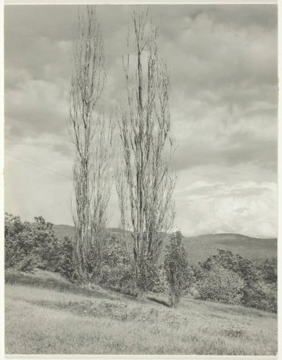 Popler - Lake George, 1935. af Alfred Stieglitz