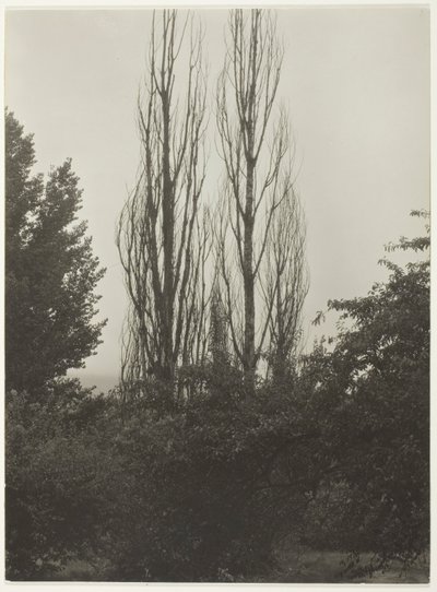 Popler - Lake George af Alfred Stieglitz