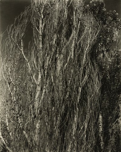 Popler - Lake George af Alfred Stieglitz