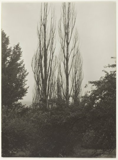 Poplars - Lake George, 1935. af Alfred Stieglitz