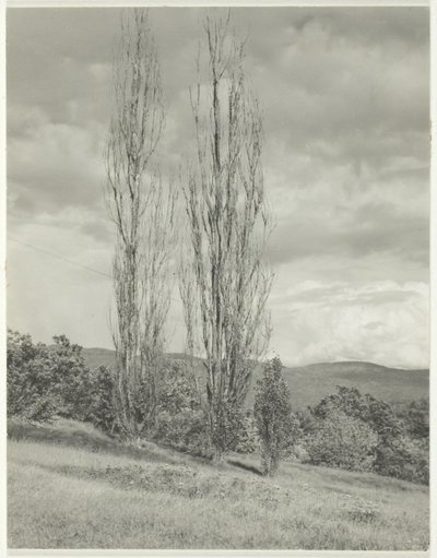 Poplars Lake George af Alfred Stieglitz