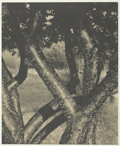 De dansende træer, 1922. af Alfred Stieglitz