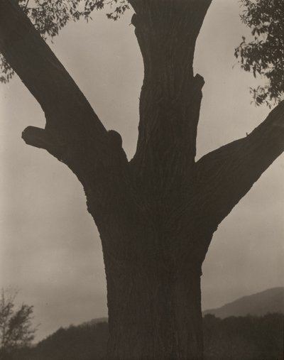 Den døende kastanje af Alfred Stieglitz
