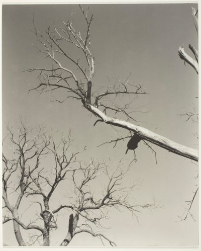 Det døende kastanjetræ - min lærer af Alfred Stieglitz