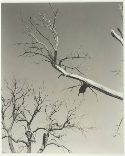 Det døende kastanjetræ – min lærer, 1927. af Alfred Stieglitz