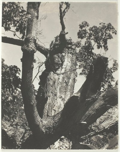 The Old Maple - Lake George, 1926. af Alfred Stieglitz