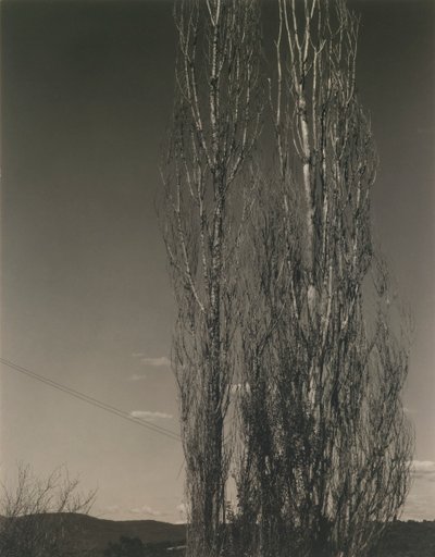 De to popler, Lake George af Alfred Stieglitz
