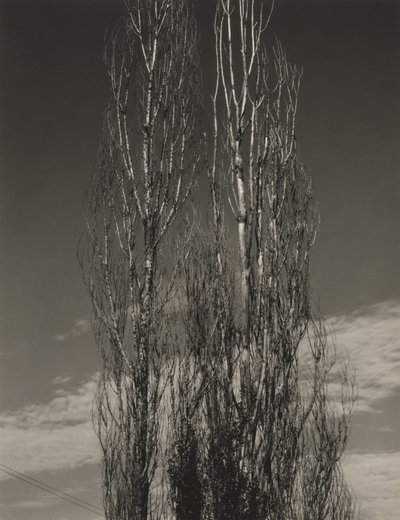 De to popler, Lake George af Alfred Stieglitz
