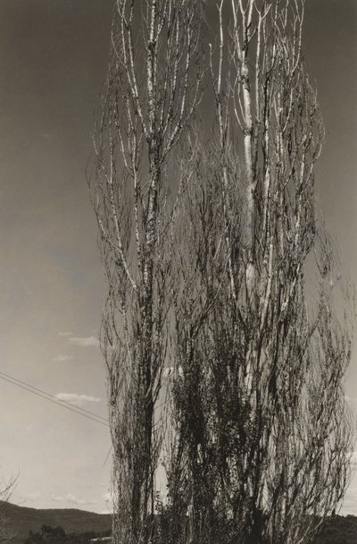 Two Poplars, Lake George (recto) af Alfred Stieglitz