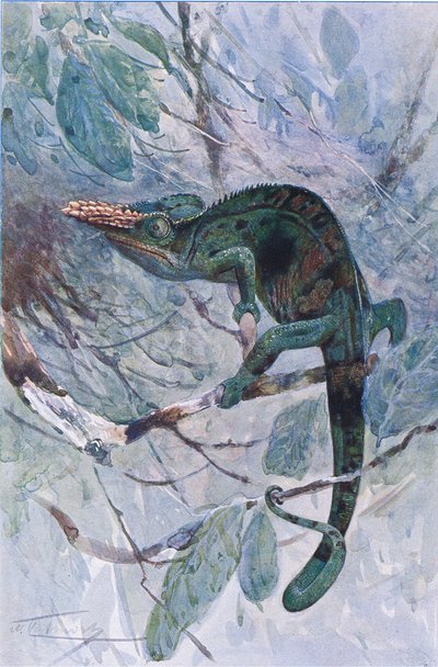 Afrikansk kamæleon, illustration fra 